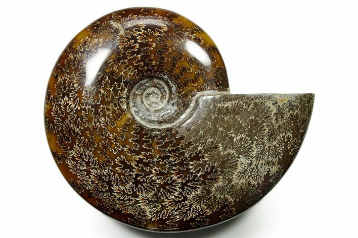 Polished Ammonite (Cleoniceras) Fossil - Madagascar #377348